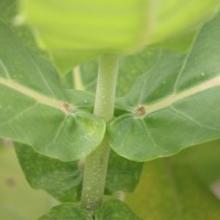 Calotropis gigantea (L.) W.T.Aiton